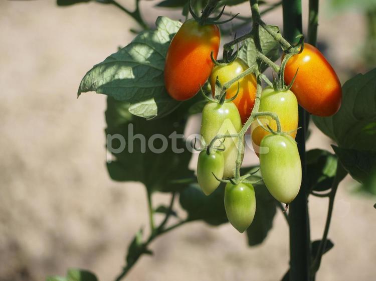 夏野菜　家庭菜園のプチトマト⑤ トマト,とまと,夏野菜の写真素材