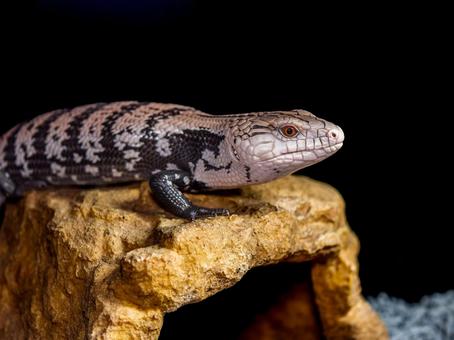 アオジタトカゲのアップ アオジタトカゲのアップの写真