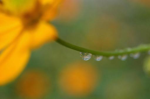 Yellow cosmos in the water droplets, JPG Yellow cosmos in the water droplets, JPG