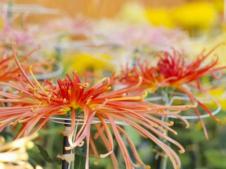 菊 菊 菊,菊の花,キクの写真素材