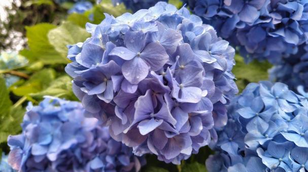 紫陽花 紫陽花の写真