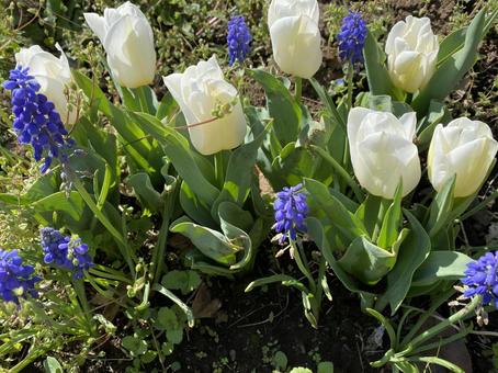 チューリップ チューリップ チューリップ,ムスカリ,花壇の写真素材