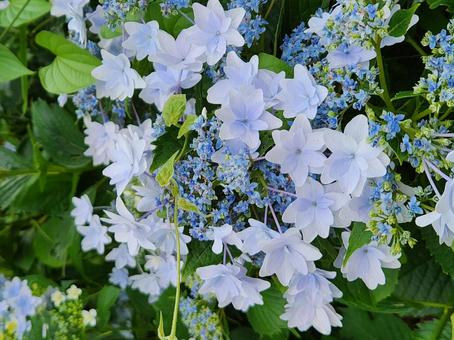 アジサイの写真