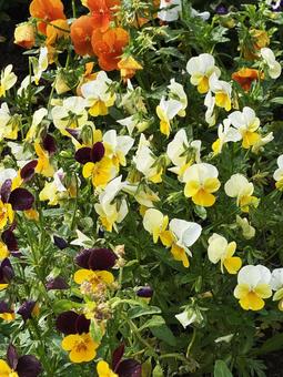寄せ植え 寄せ植え,花,春の写真素材