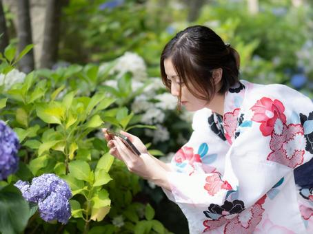 32: A woman in a yukata looking at hydrangeas, JPG 32: A woman in a yukata looking at hydrangeas, JPG