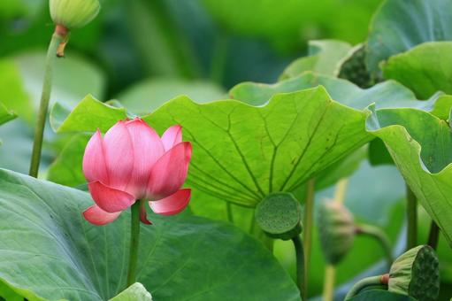 Photo, lotus, a lotus, obon tray, 