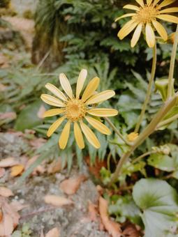 ツワブキ　開花 ツワブキ,自然,黄色い花の写真素材
