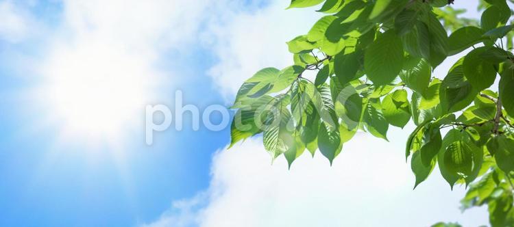 新緑と強い日差しがある青空の横長背景 初夏,新緑,夏の写真素材