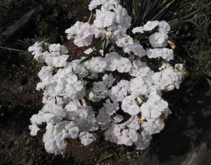 白いカラナデシコの花 白いカラナデシコの花の写真