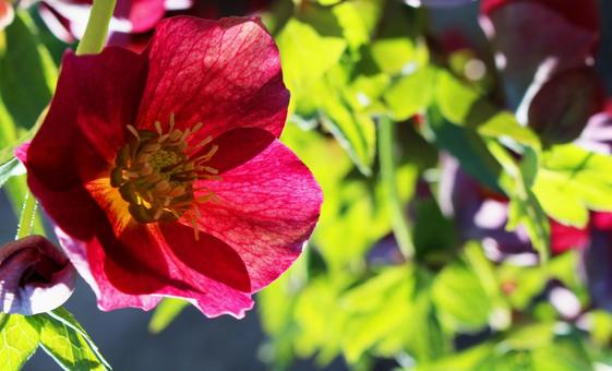クリスマスローズの花 クリスマスローズの花の写真
