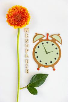 紙でできた時計と「MENOPAUSE」の文字とガーベラ 生理,月経,menopauseの写真素材