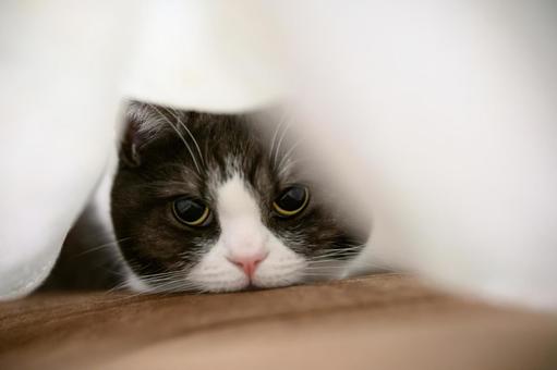 毛布の中の猫 毛布の中の猫 毛布の中の猫,猫,ねこの写真素材