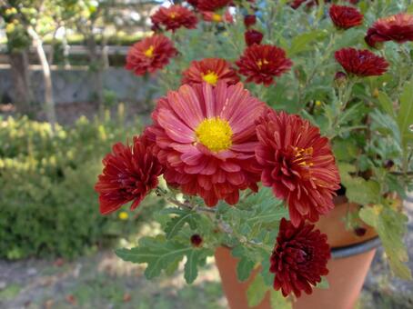 １１月のコギク 植物,花,キク科の写真素材