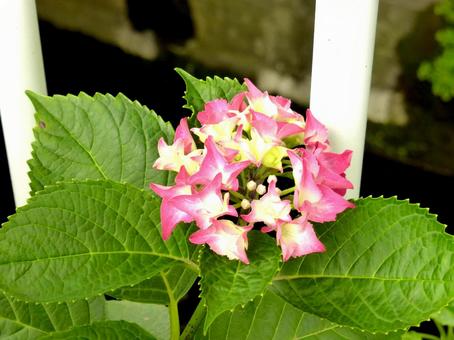 用水路脇の花壇で開花始めたアジサイ 用水路脇の花壇で開花始めたアジサイ アジサイ,花,植物の写真素材