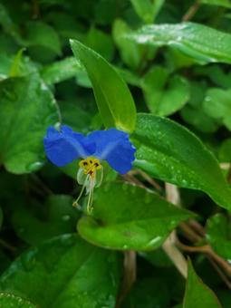 つゆ草 つゆ草 露草,ツユクサ,つゆ草の写真素材