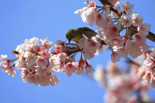 Early-blooming cherry blossoms and Japanese white-eyes, JPG