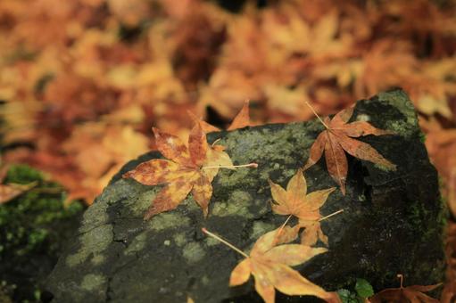 Autumn leaves, शरद ऋतु रंग, मेपल, मेपल, JPG