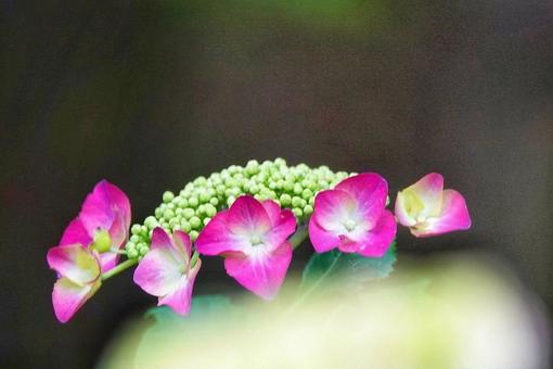 紫陽花の季節4 紫陽花の季節4の写真