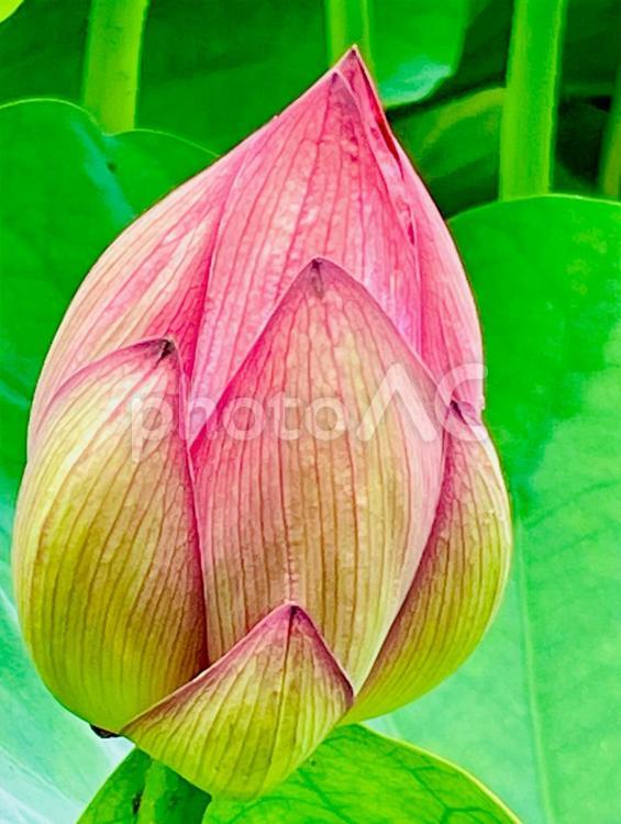 蓮の蕾　アップ 蓮の蕾,アップ,接写の写真素材