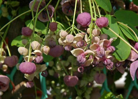 アケビ アケビ,木通,通草の写真素材