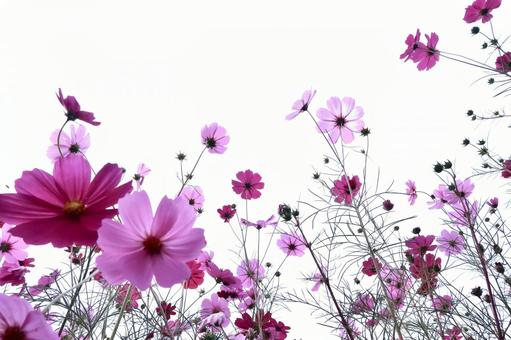 コスモス コスモス,花,季節の写真素材