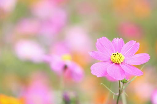 カラフルコスモス コスモス,かわいい,自然の写真素材