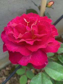 薔薇 薔薇の写真