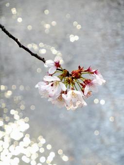 春を迎えた川面の光とソメイヨシノ 春を迎えた川面の光とソメイヨシノ 桜,花,ソメイヨシノの写真素材