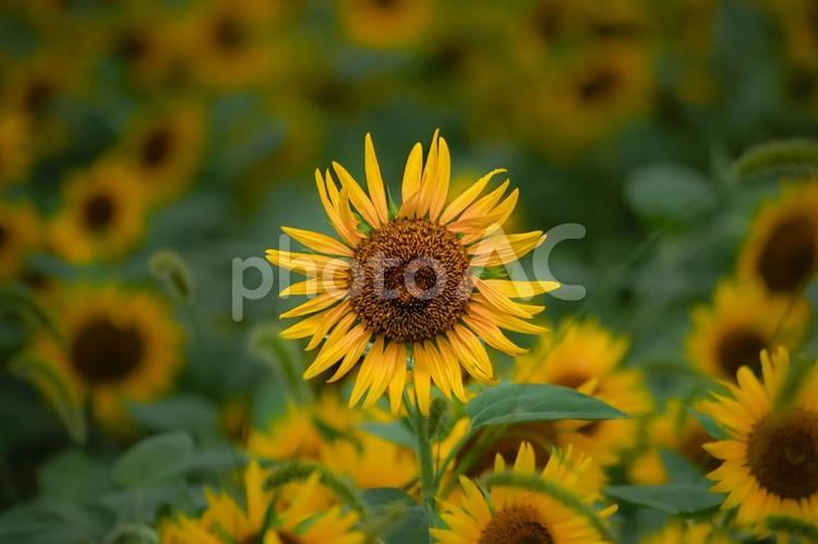 ＜五島風景＞夏の満開のヒマワリ畑の景色 ひまわり,夏,花の写真素材