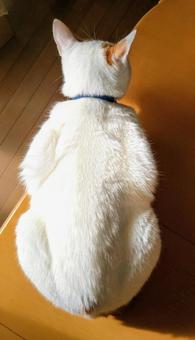 大きくなったね！ 猫,保護猫,後ろ姿の写真素材