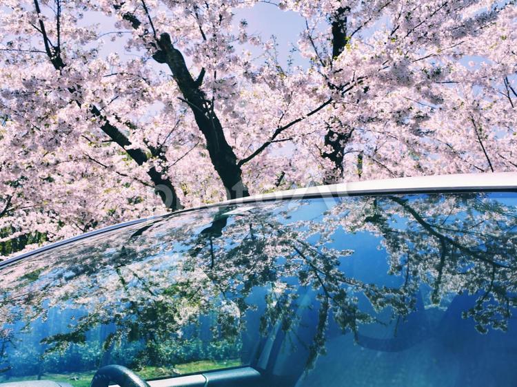 車の窓に映る桜並木 桜,ソメイヨシノ,桜並木の写真素材