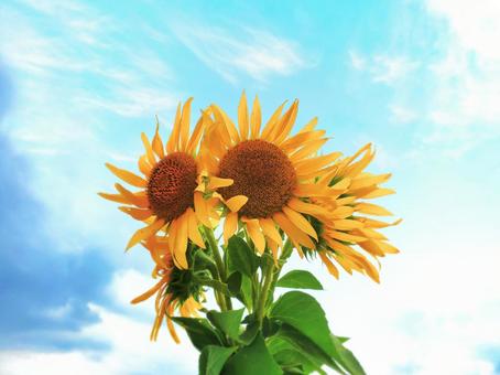 青空とひまわり 青空とひまわり 花,夏の花,ひまわりの写真素材
