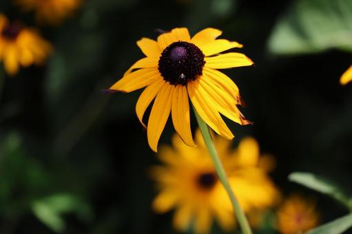 黄色い花びらのルドベキアフルギダの花 黄色い,花びら,ルドベキアフルギダの写真素材