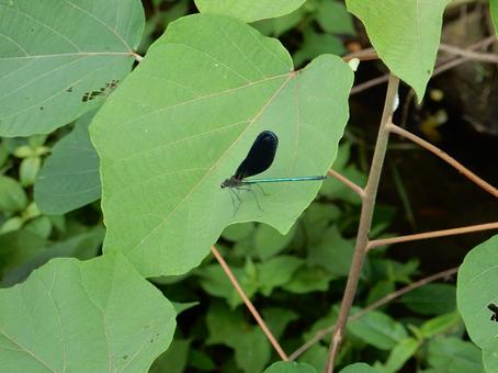 【昆虫写真】ハグロトンボ(羽黒蜻蛉) 【昆虫写真】ハグロトンボ(羽黒蜻蛉)の写真
