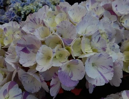 【花の写真】紫陽花の花 【花の写真】紫陽花の花の写真