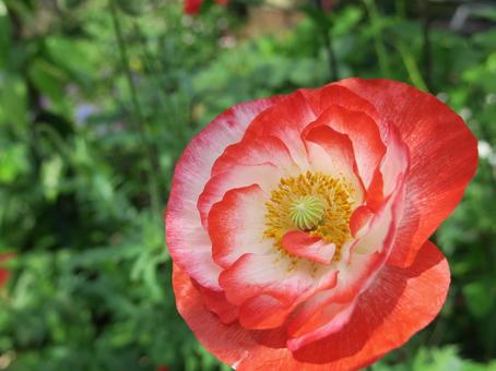 ポピー ポピー ポピー,花,5月の写真素材