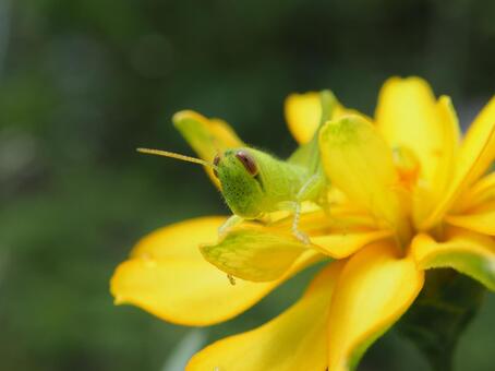 ツチイナゴ ツチイナゴ.,緑,グリーンの写真素材