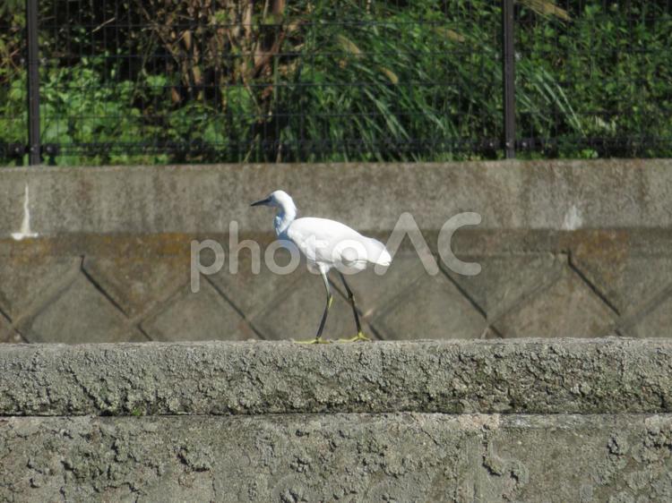 遊水地の護岸コンクリート上を歩くコサギ コサギ,鳥,野鳥の写真素材
