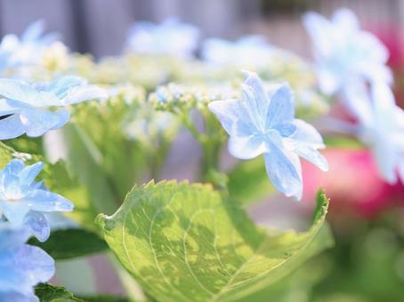 水色のアジサイが咲く風景 水色のアジサイが咲く風景 アジサイ,水色,花の写真素材
