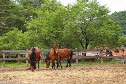 木曾馬3 木曾馬3の写真