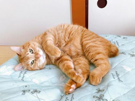 茶トラ猫 茶トラ猫の写真