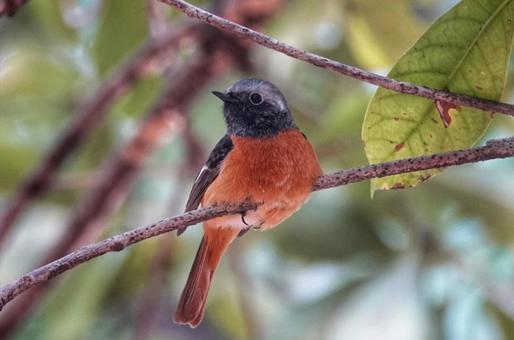Wild Bird 4, JPG