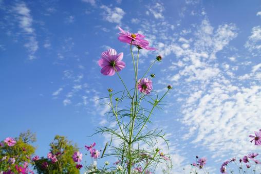 コスモスの咲く風景 コスモス,秋,晴天の写真素材