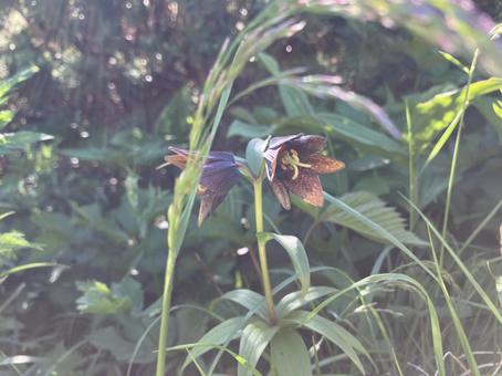 クロユリ 高山植物 クロユリ 高山植物の写真