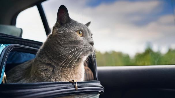 車に乗せられている猫2 車に乗せられている猫2の写真