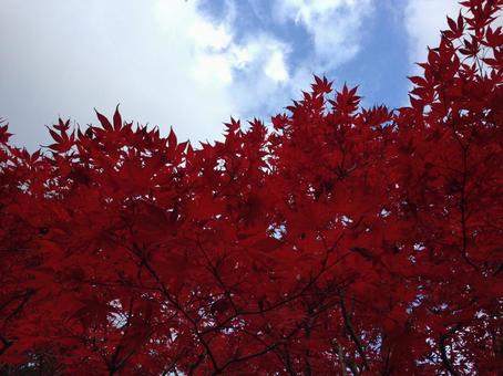 紅葉 紅葉の写真