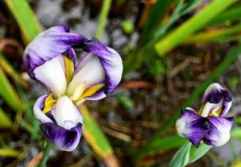 梅雨空に映える鮮やかな花菖蒲 梅雨空に映える鮮やかな花菖蒲 花菖蒲,花しょうぶ,ショウブの写真素材
