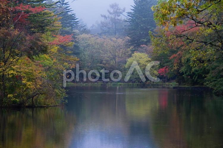 紅葉の軽井沢　雲場池 軽井沢,雲場池,旅行の写真素材