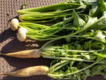 貸し農園の収穫野菜 貸し農園の収穫野菜 野菜作り,大根,かぶの写真素材