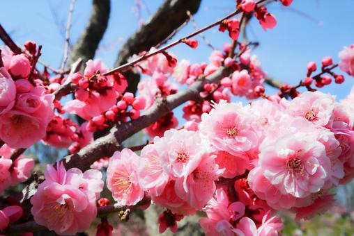 Red plum and blue sky 3, बेर, फूल, बेर फूल, JPG